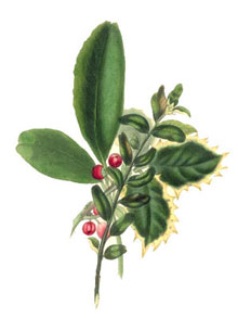Vintage Christmas Clipart - Holly and  Mistletoe