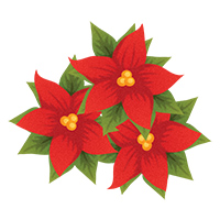 Poinsettia