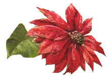 Vintage - Poinsettia