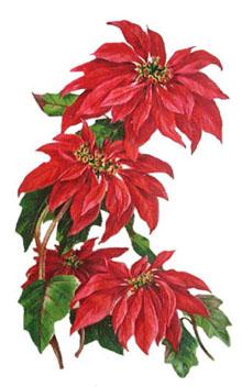 Vintage - Poinsettia