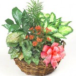 Green Plant Garden Basket