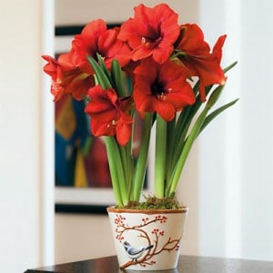 Red Amaryllis Plant Gift 2 Bulbs