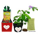 TickleMe Plant Christmas Gift Box Set