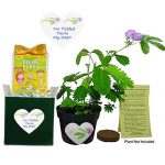 TickleMe Plant Gift Plant Box Set for Dad