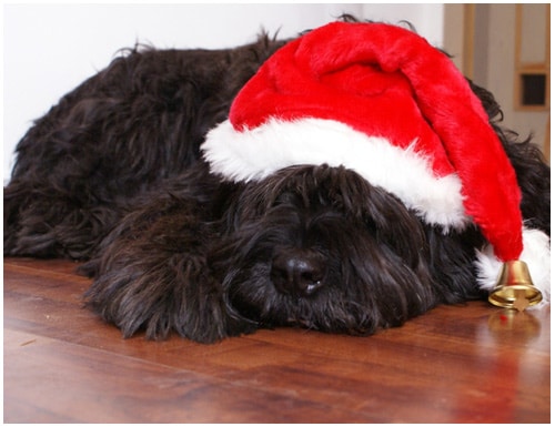 Functional Christmas Gifts for Dog Owners