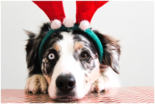 Stocking Stuffers for Dogs