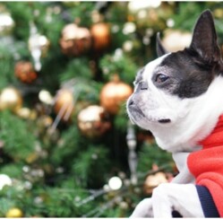 Christmas Gift Ideas for Dog Lovers