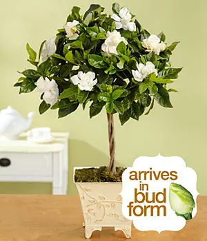 gardenia