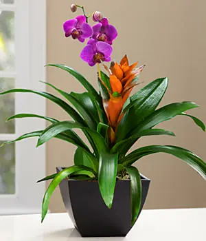 orchid