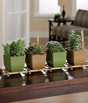 succulents