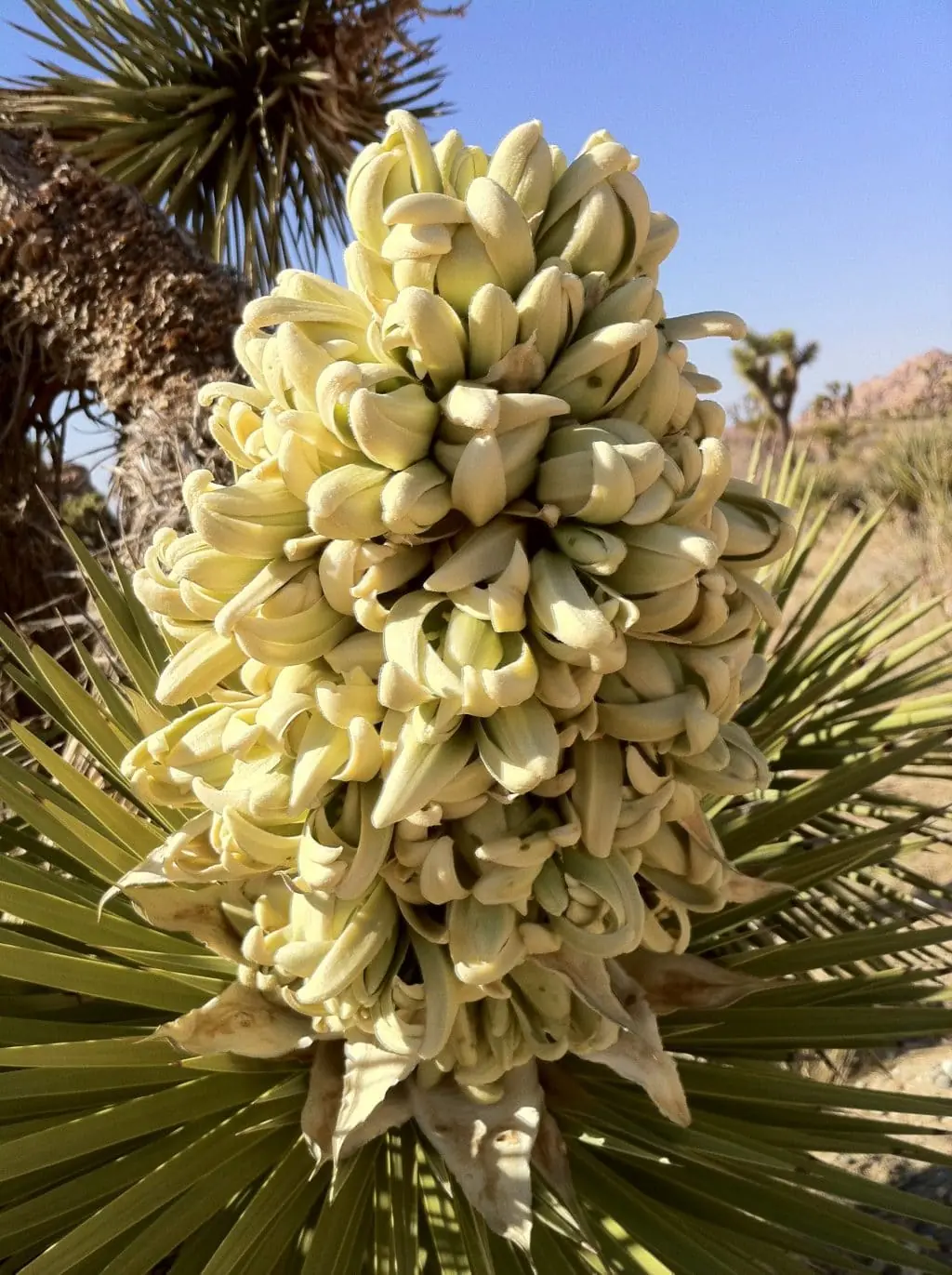 Joshua Tree Flower Joshua Tree Flower