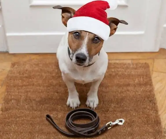Dog Waits For Walking With Leash