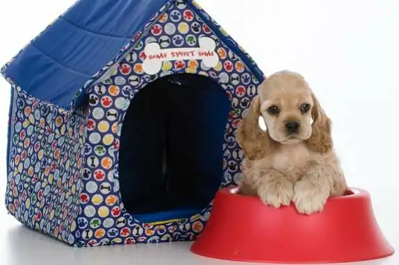 christmas gifts for your pets dog dish