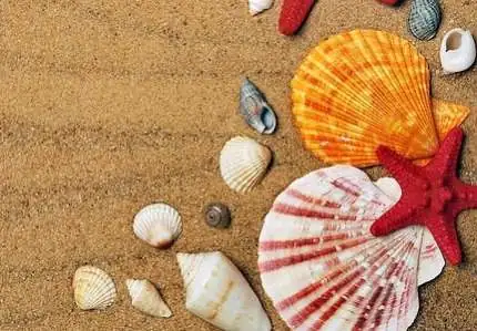 seashells crazy christmas gifts